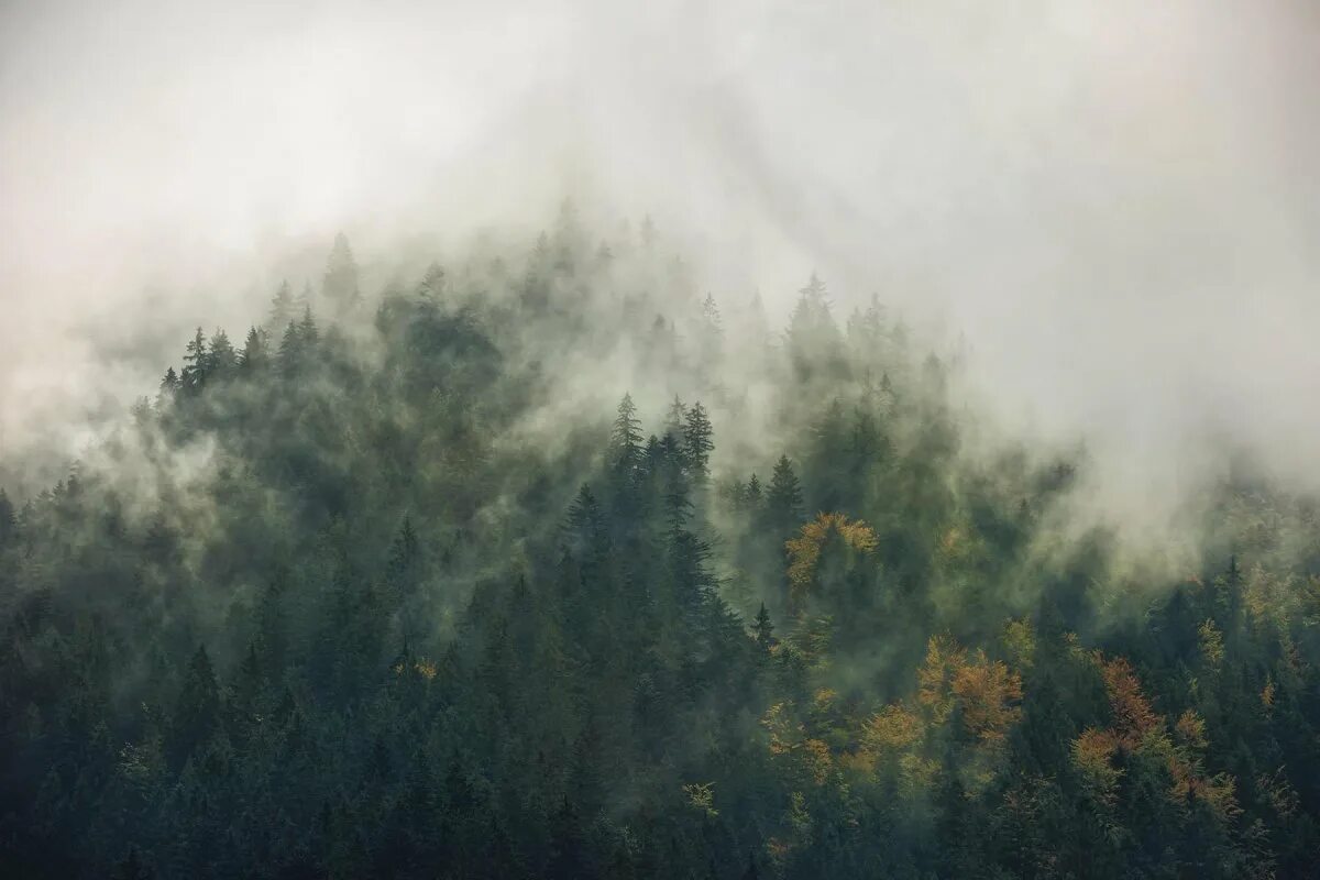 Дым в лесу. Лес с дымком. Фотообои лес в дымке. Дым над лесом. Сквозь лес и дым геншин
