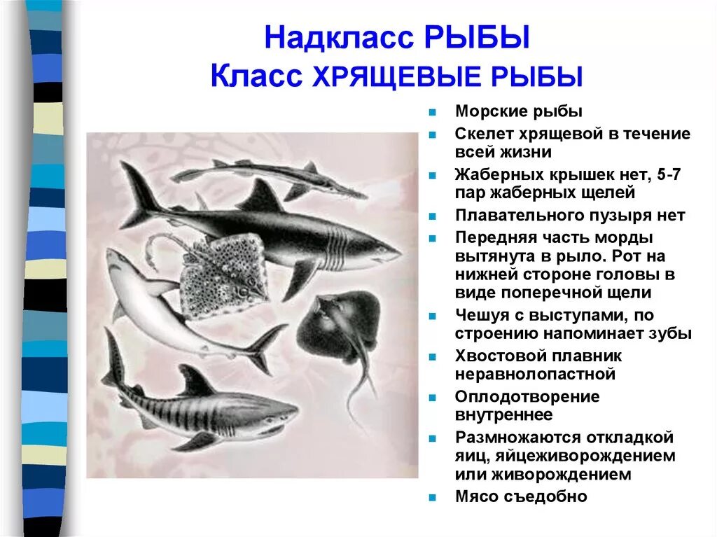 Рот хрящевые рыбы костные рыбы. Краткий конспект по биологии класс хрящевые рыбы. Хрящевые и костные рыбы биология 7 класс. Отряды и представители хрящевых рыб. Многообразие рыб: класс хрящевые рыбы.