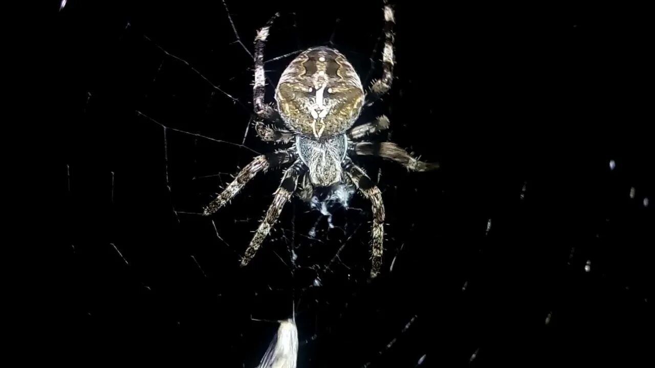 Увидеть паука ночью. Паучок ночью. Паук в ночном небе. Ночной паук Саратов. Фотография паука ночью.