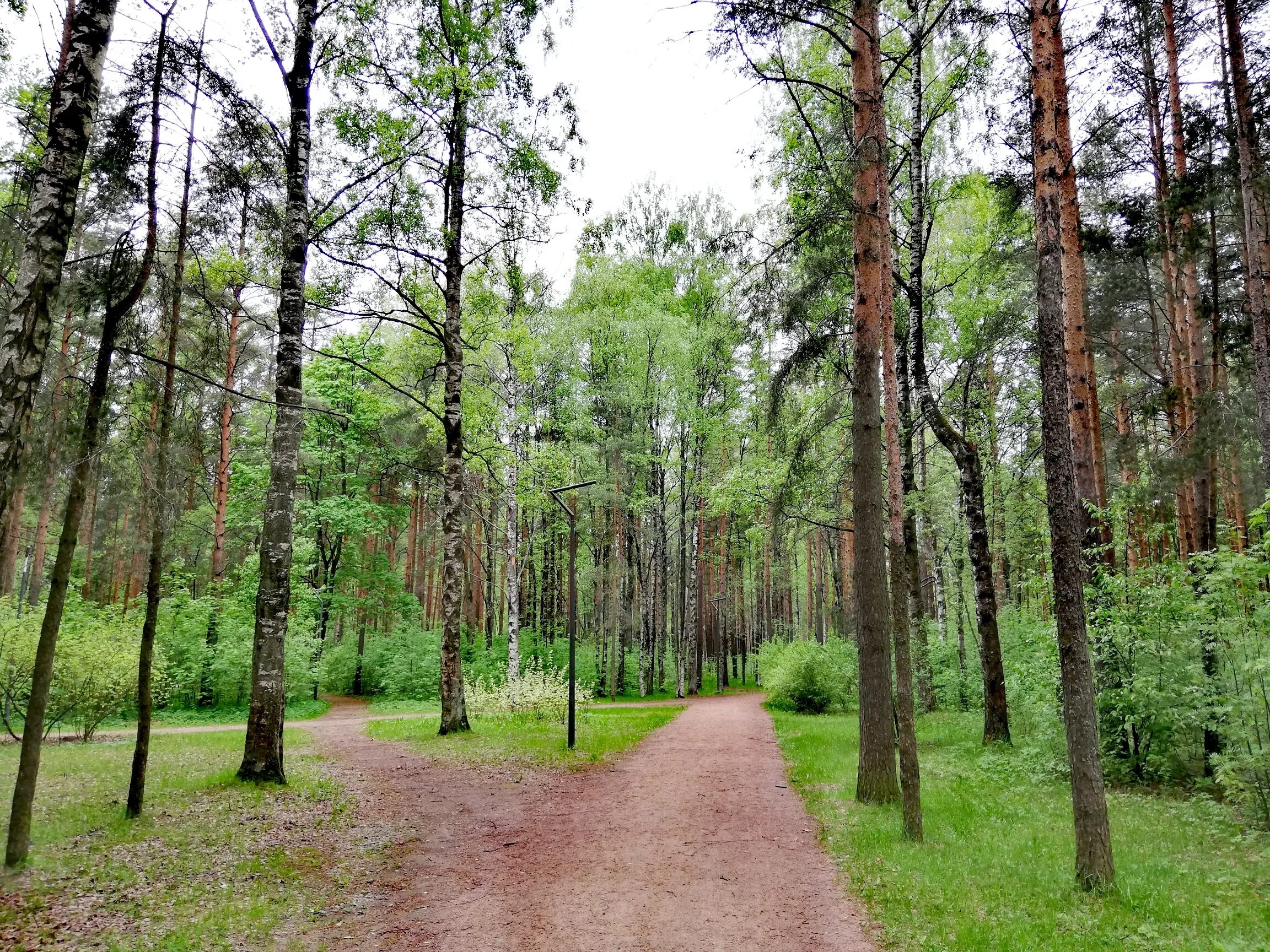 лесопарк Сосновка, парк культуры и отдыха, Белгород, лесопарк Сосновка - Яндекс 