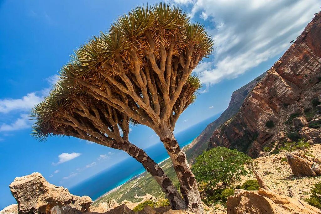 Dark Roasted Blend: The Most Alien-Looking Place on Earth Socotra, Island, India