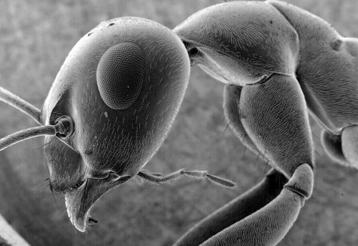Oral bacteria, SEM - Stock Image - F016/9459 - Science Photo Library