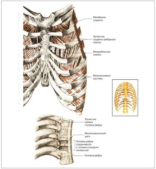 Ребра и Грудина Тип соединения. Грудина и ребра соединение костей. Соединение костей грудины. Грудино реберный синхондроз.