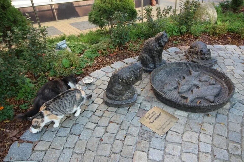 зеленогорск калининградская область город кошек. зеленоградск улица кошек. зеленоградск кошкин город. зеленоградск почему кошки. зеленоградск почему кошки.