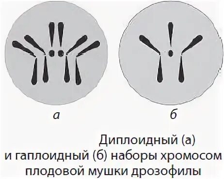 В гаметах содержится гаплоидный набор хромосом