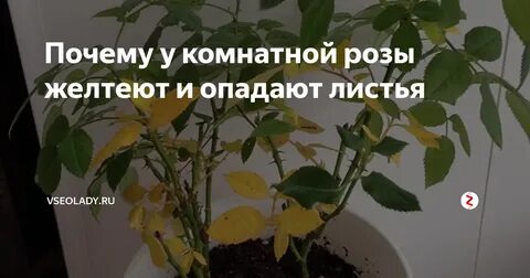 Чем поливать цветы чтобы не желтели листья