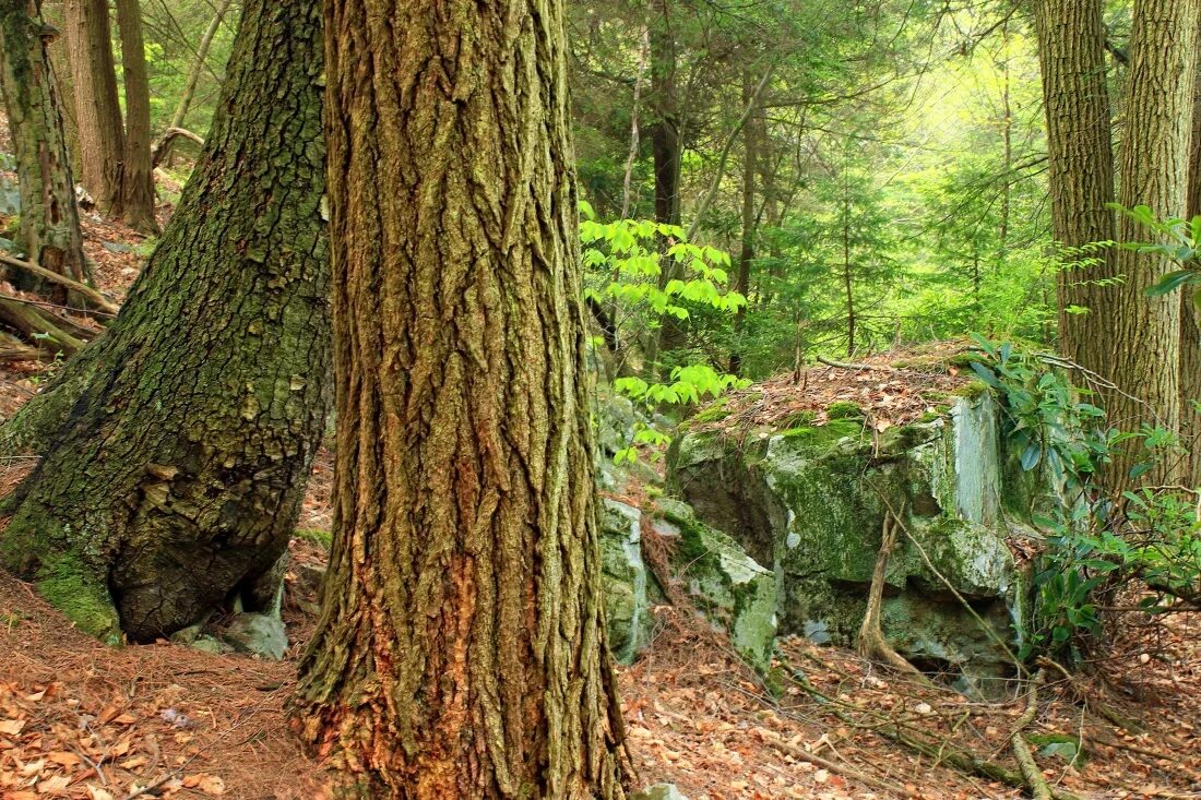 Tree trunk