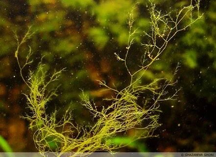 Водоросли олений рог