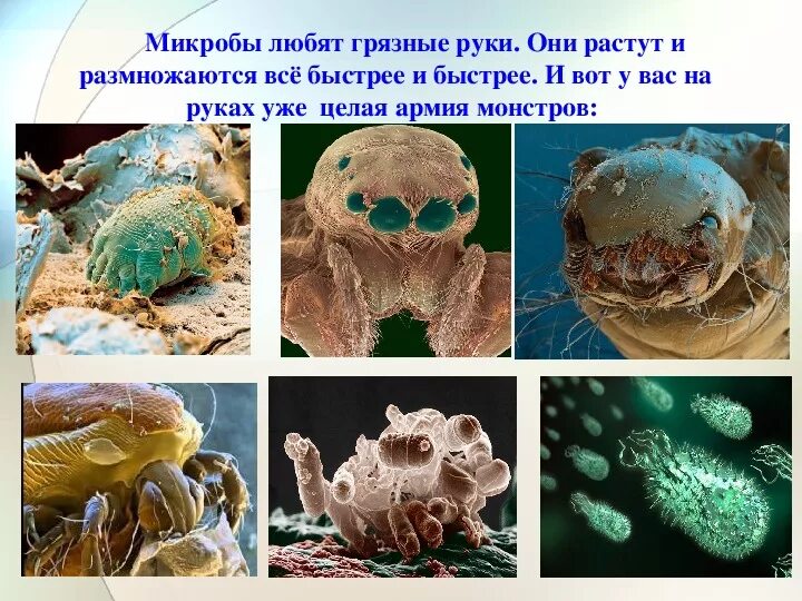 Какие микробы являются. Микробы. бактерии на руках под микроскопом.