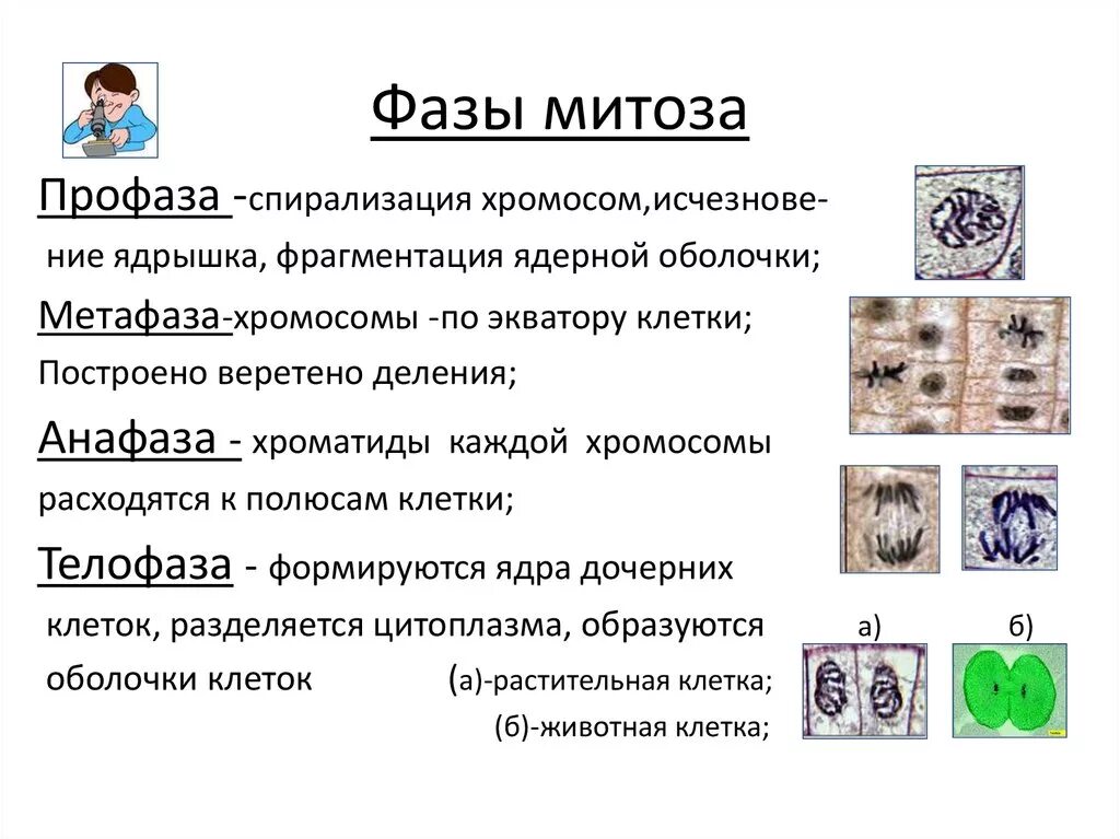 Митоз фазы кратко. Митоз фазы и хар ка. Митоз фазы митоза биологическое значение. Фазы митоза. Биологический смысл митоза.. Последовательность фаз митоза.