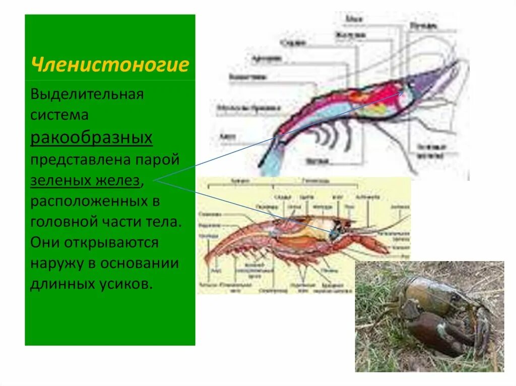 Пищ система членистоногих. Выделительная система членистоногих. Выделительная система ракообразных представлена. Членистоногие ракообразные выделительная. Ракообразн выделительная система.