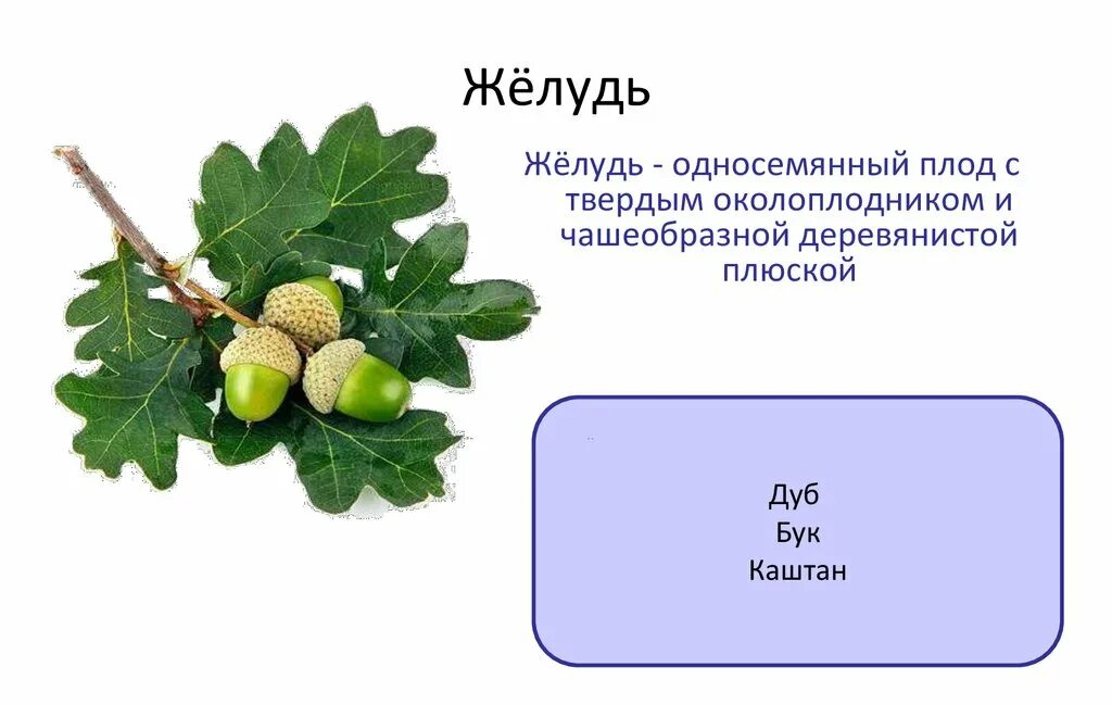 Тип текста дуб. Желудь характеристика плода. желудь плод дуба. желудь строение плода. краткая характеристика плода желудь.