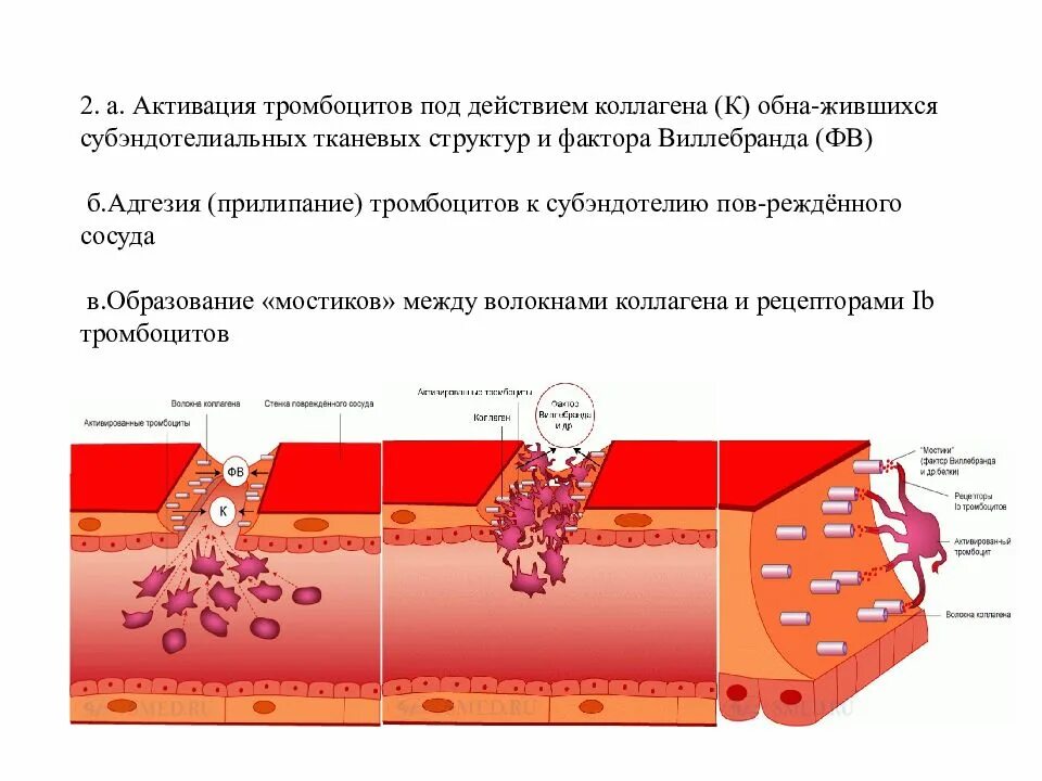 Концентрат тромбоцитов хранится при температуре градусов. Активированные тромбоциты. Рецепторы адгезии тромбоцитов. Адгезия и активация тромбоцитов. Механизм образования тромбоцитов.