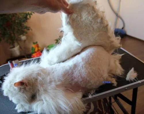 Как удалить колтуны у кошки. Персидский кот колтуны. стрижка пушистых котов. стрижки для котов длинношерстных.