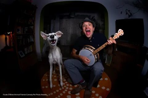 Comedy pet photo awards 2024