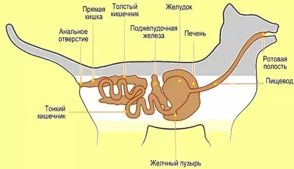 Пищевод кошки. Строение кошки анатомия пищеварительная система. Строение пищеварительной системы кошки. Пищеварительная система млекопитающих кошка. Кишечник кошки анатомия.