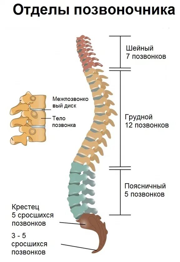 Какие отделы позвоночника срослись. Позвоночный столб анатомия. Vertebrale. L4 vertebral. Chiropractor Phuket.