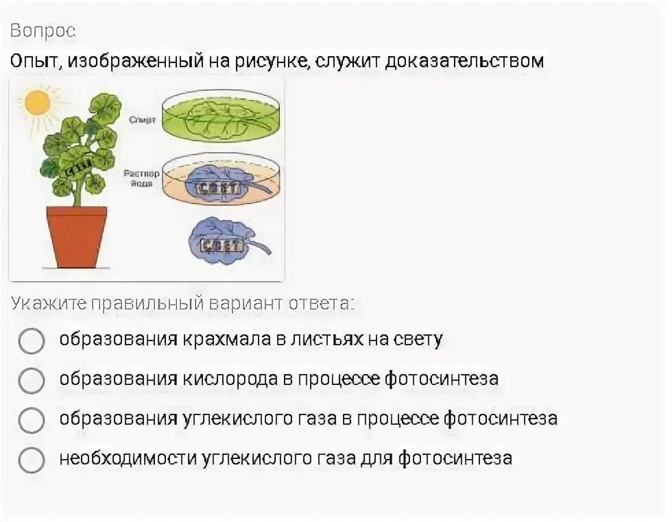 Опыт, изображенный на рисунке, служит доказательством. Опыт изображенный на рисунке. Образование крахмала в листьях растения. Опыт доказывающий необходимость углекислого газа для фотосинтеза. Для образования в листе необходима вода