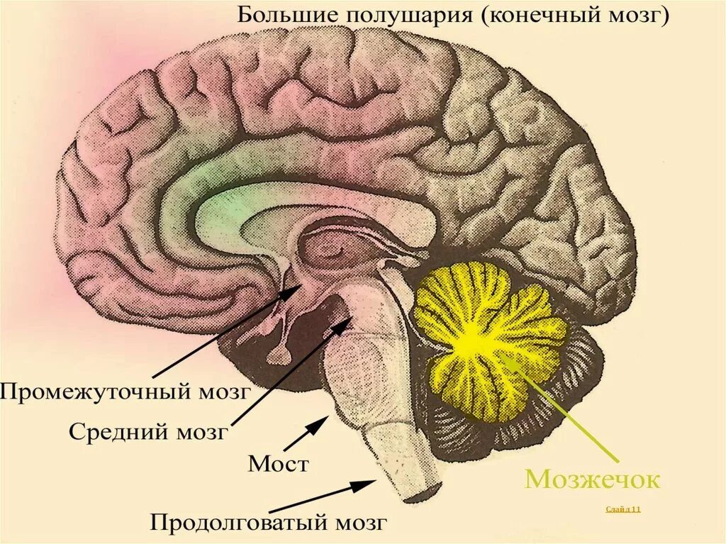 Плохо развит мозжечок. Отделы мозга продолговатый задний средний промежуточный конечный. Мозжечок продолговатый мозг средний промежуточный. Продолговатый мозг средний мозг промежуточный мозг. Средний мозг.мозжечок анатомия.