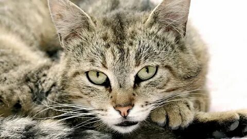 Котэ животные