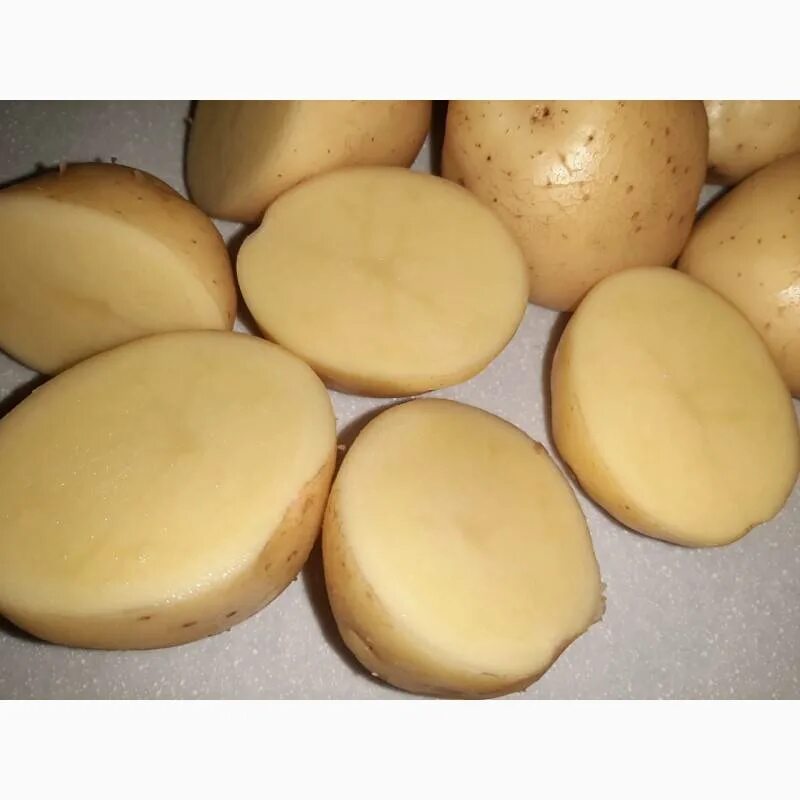 Характеристики сорта коломбо. Сорт картофеля коломбо. картофель сорт коломба. сорт картошки коломбо. картофель сорт колумба.