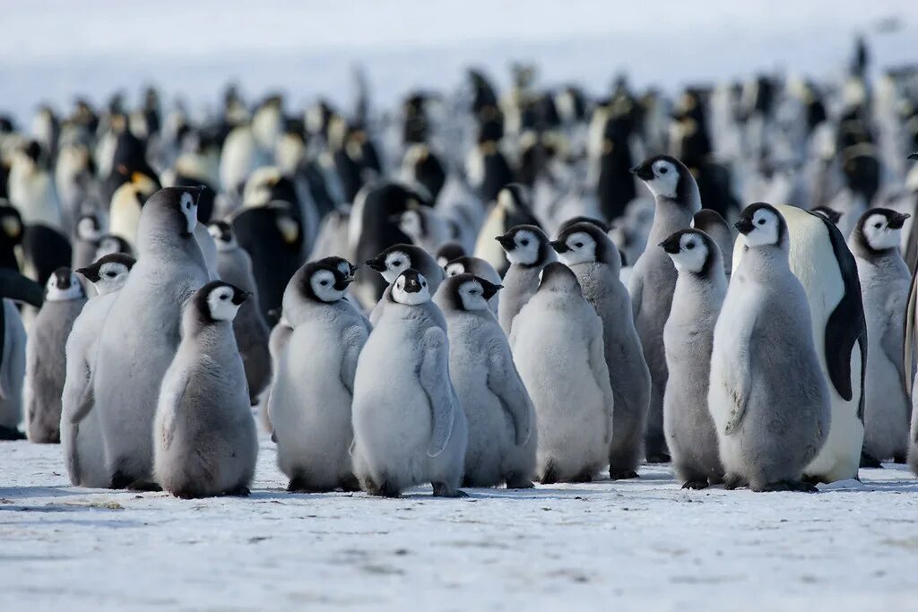 Пингвины количество