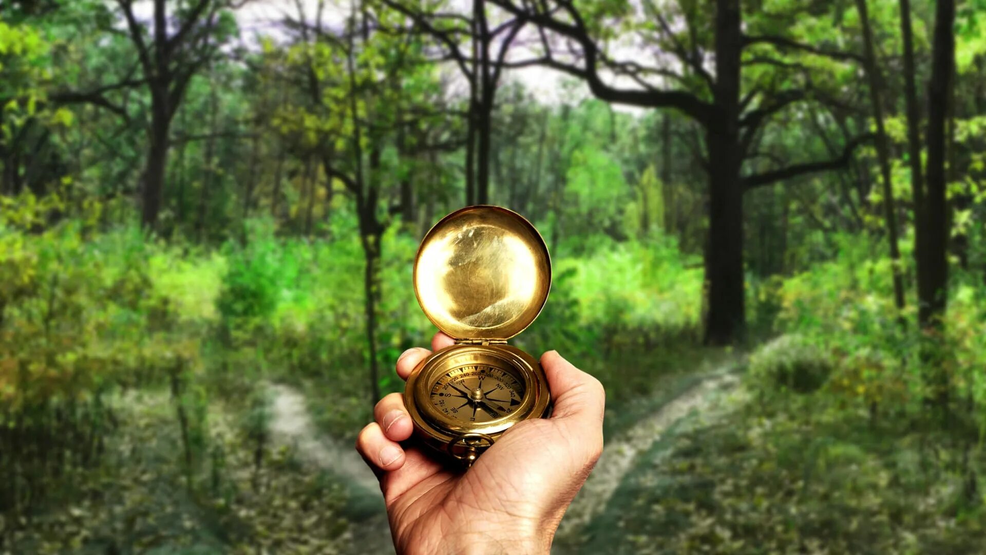 Мужчина заблудился в лесу. Заблудиться в чаще. Потерялся в лесу. Заблудился в лесу. Человек заблудился в лесу.