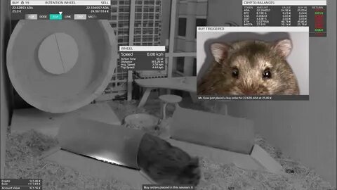 Как продать хомяк коины на байбит