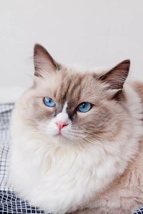 Caring for a Deaf Cat - Purrfect Love Белые кошки, Домашние птицы, Белые котята