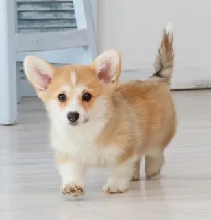 Недорогие корги