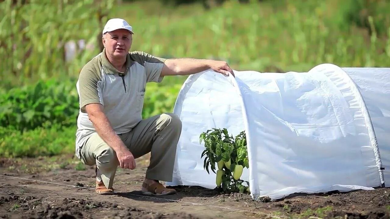 Спанбонд или пленка для парника