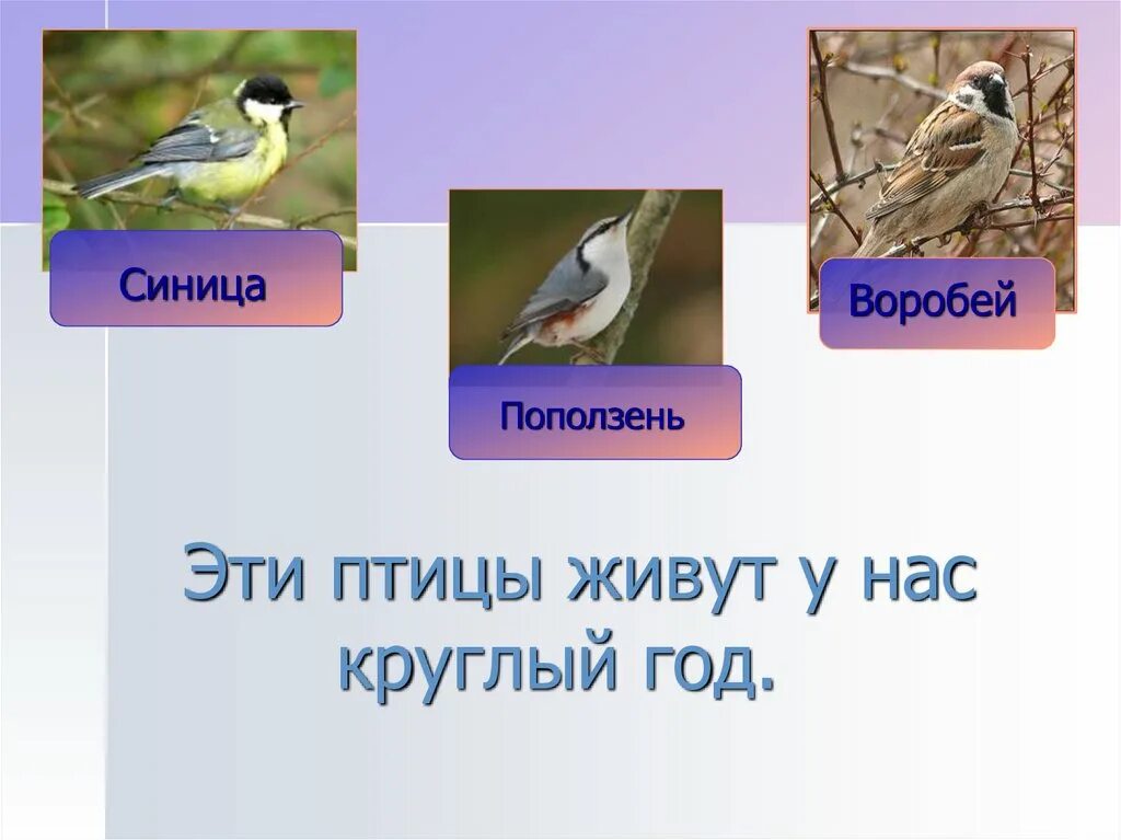 Синица улетает на юг или нет. Воробей синица поползень. синички и поползни. поползень улетает на юг. синички улетают на юг.
