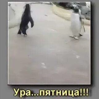 Видео пингвин с пятницей