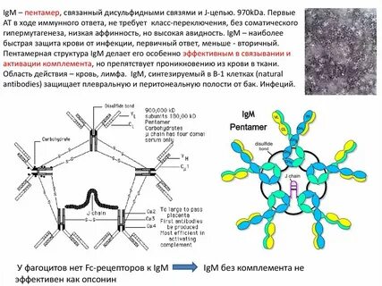 Иммуноглобулин g ядерный