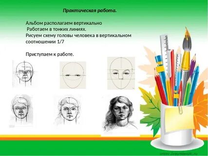 Конструкция головы и ее пропорции