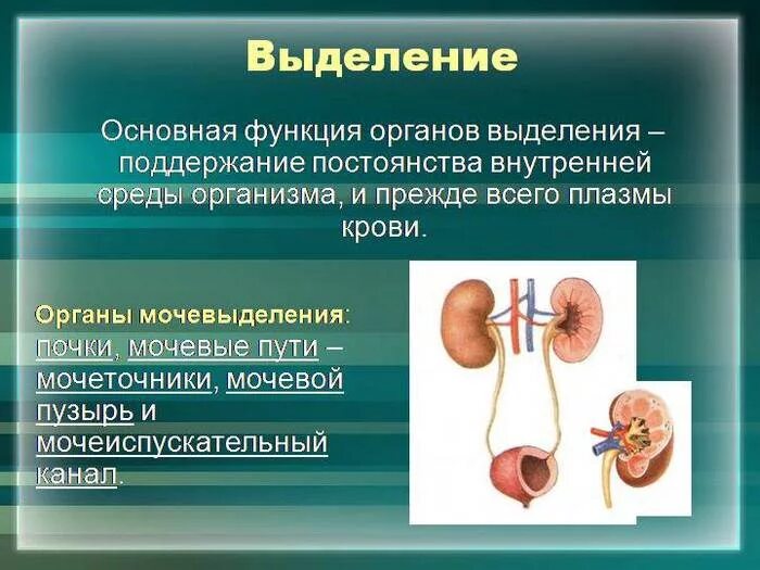 Какие органы участвуют в выведении продуктов распада. Выделительная экскреторная функция почек. Органы человека выделительной системы почка. Выделительная система человека функции почек. Выделительная система строение и функции почек.