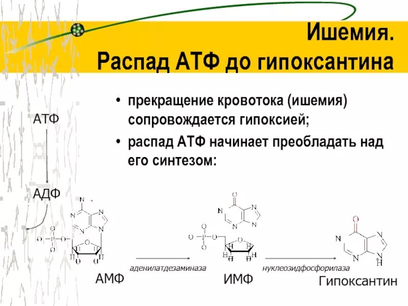 Распад АТФ. Процесс распада АТФ. На что распадается АТФ. Синтез и распад АТФ.