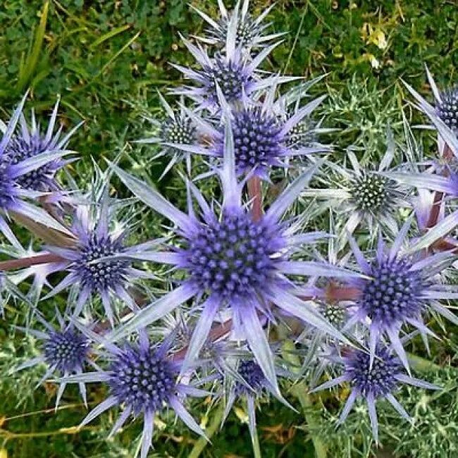 Синеголовник аметистовый. Sea holly. Sea holly. Синеголовник (eryngium). Синеголовник плосколистный барракуда.