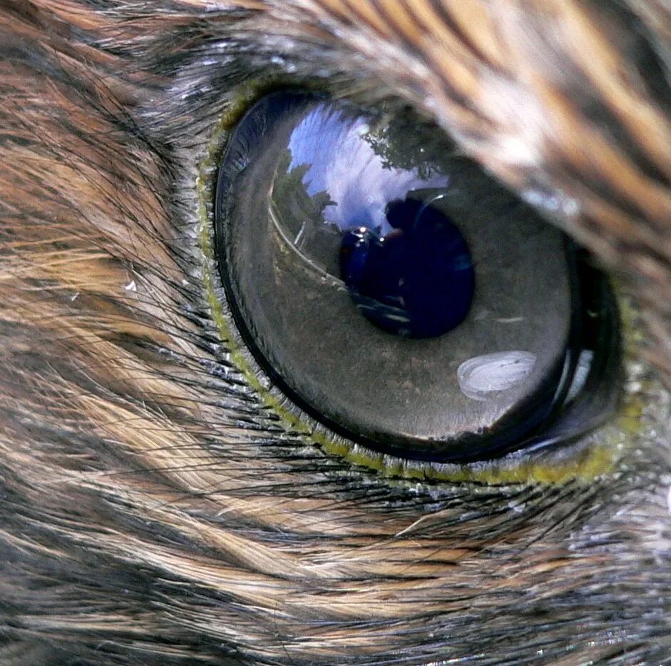 Птичьи глазки. Глаза животных. Глаз птицы. Удивительные глаза животных. Зрачки животных.