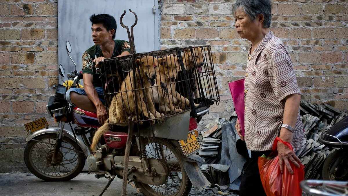 Фестиваль собачьего мяса в юлине. Фестиваль поедания собак в китае. Собачий фестиваль в г. Марк чинг японец. Человек бьет животное насилие.