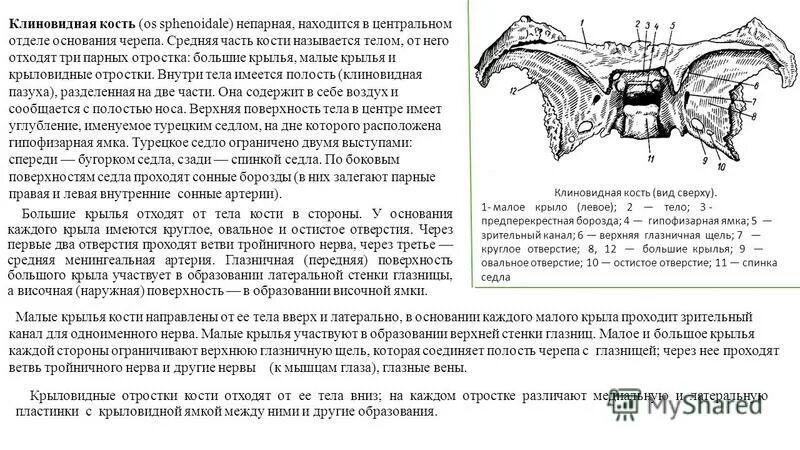 спинка седла клиновидной кости