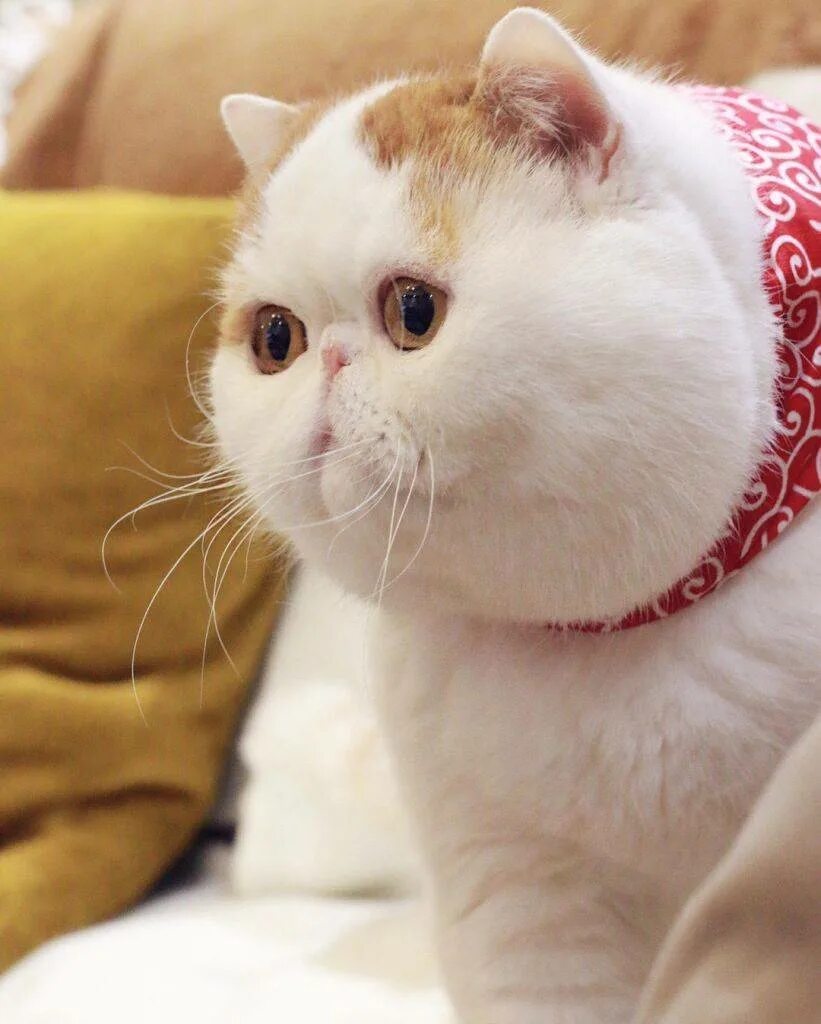Фотографии японских кошек. Экзот кошка. Вислоухий экзот Манчкин. Экзотическая короткошерстная кошка. Экзотическая короткошерстная кошка Снупи.