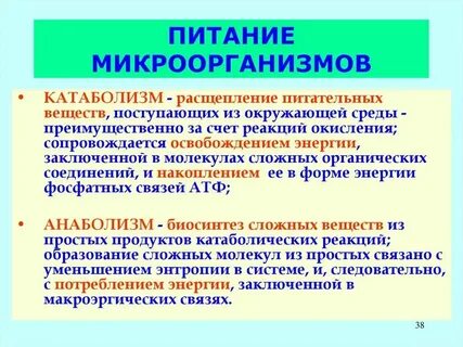 Способы питания бактерий схема