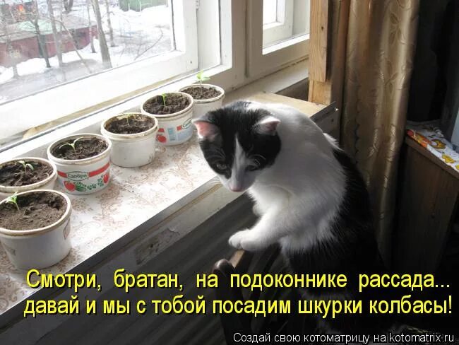 коты и рассада юмор. елку убрали скучно скорее бы рассаду посадили. выбрасывать елку коты. демотиваторы про отношения котиков. двуногий кот мем.