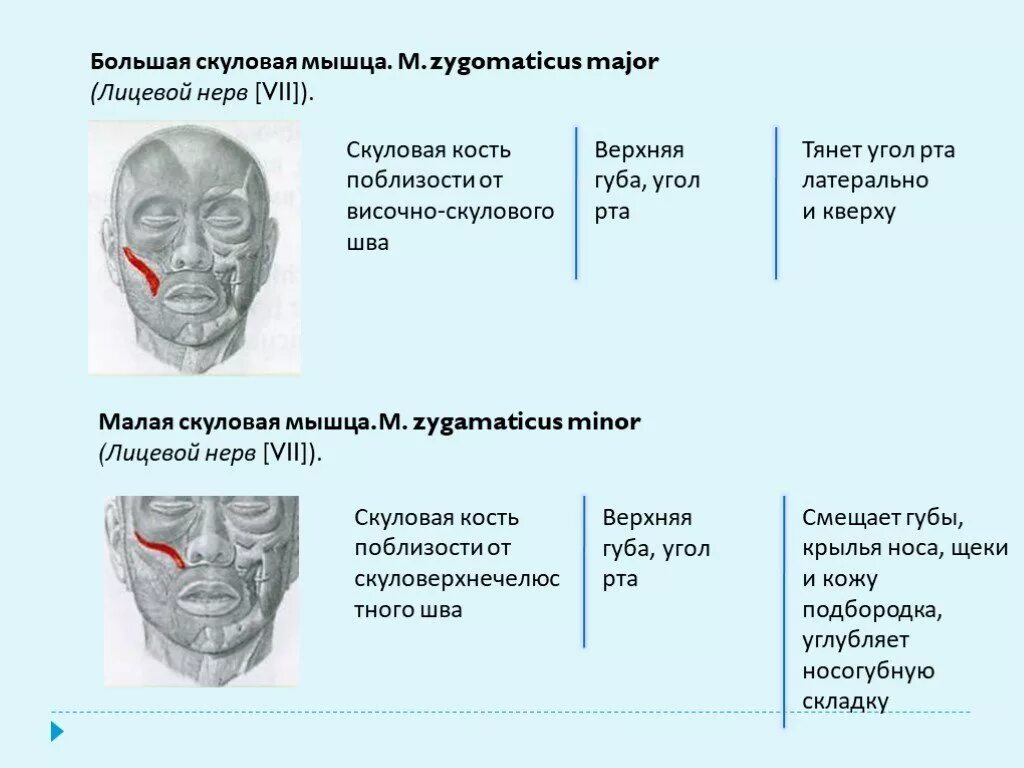 Поднимающая угол рта. Большая скуловая мышца функции. Малая скуловая мышца функции. Большая и малая скуловая мышца лица. Большая и малая скуловые мышцы функции.