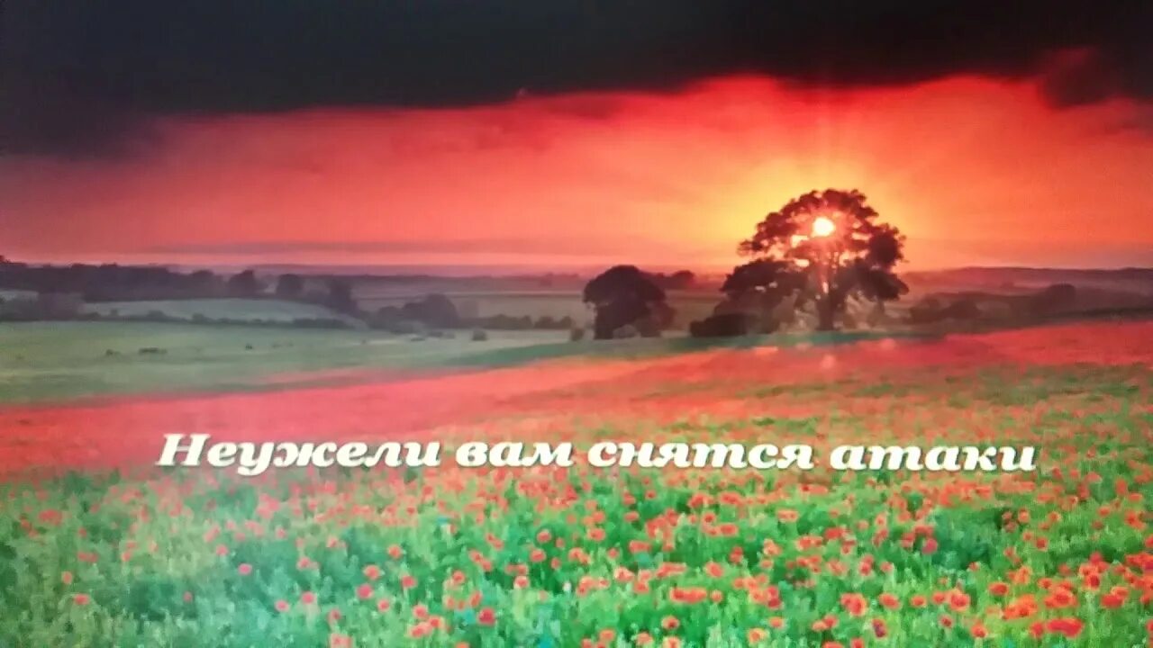 Маки маки красные маки горькая память земли. Стихи про красный мак. Песни на стихи григория поженяна. С днем победы с маками. Горькая память земли песня.