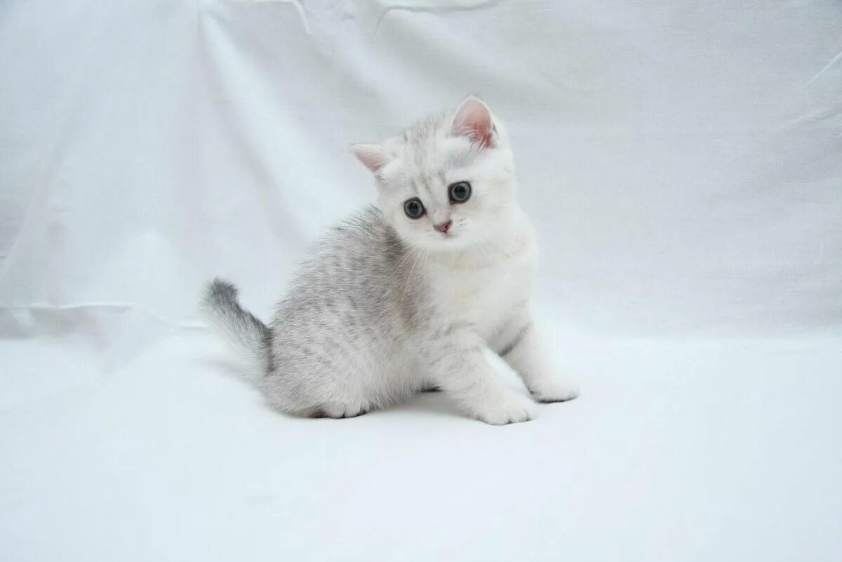 Порода кошек серо белого окраса. Британская шиншилла кошка. Британская шиншилла затушеванная. Британская серебряная шиншилла. Серебристая шиншилла кошка.