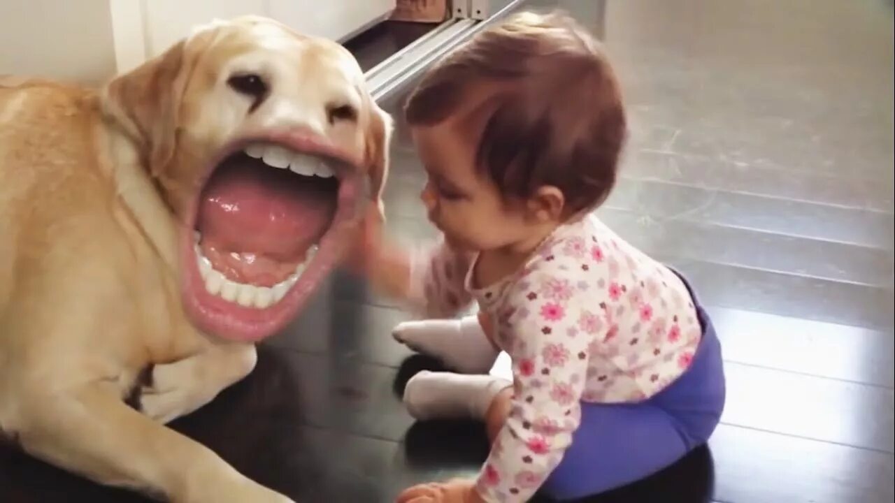 Включи смешные видео собака. Собака с человеческим ртом. Собака уебака. Смешные ролики. Смешные видео.