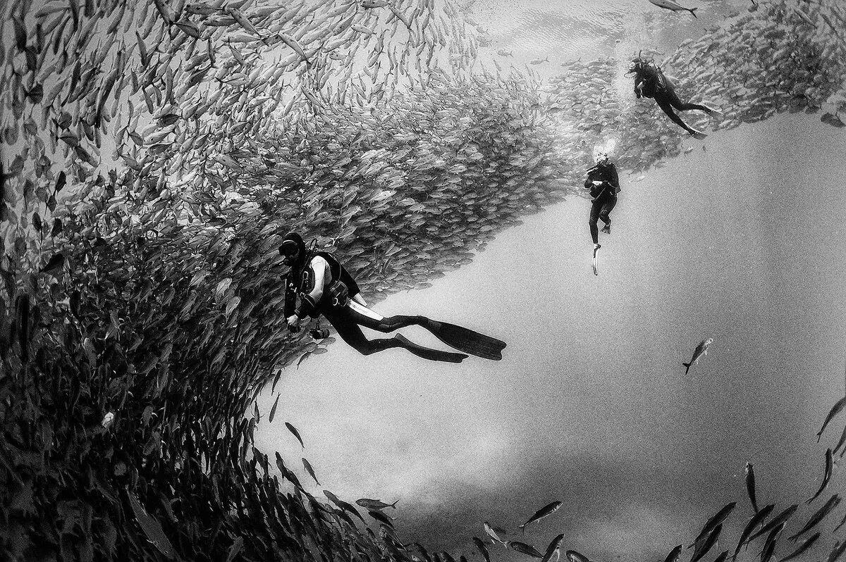 Хрупкий мир 2. Ануар Патьяне. Подводный мир черно белый. Под водой чб. Девушка под водой.