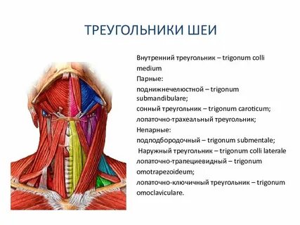 Треугольник пирогово